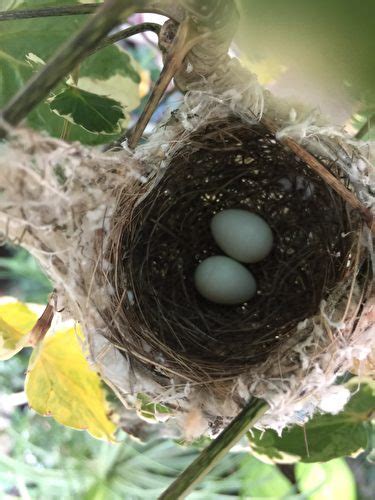 鳥來陽台築巢|野鳥庭前築巢 預示居家風水好兆頭 